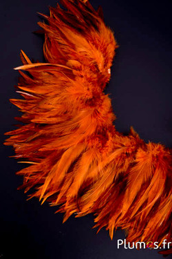 Hahnenfederkragen - Federlänge 10-15 cm - wilde Glut